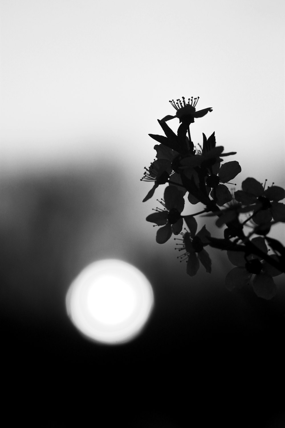 a plant with a light in the background