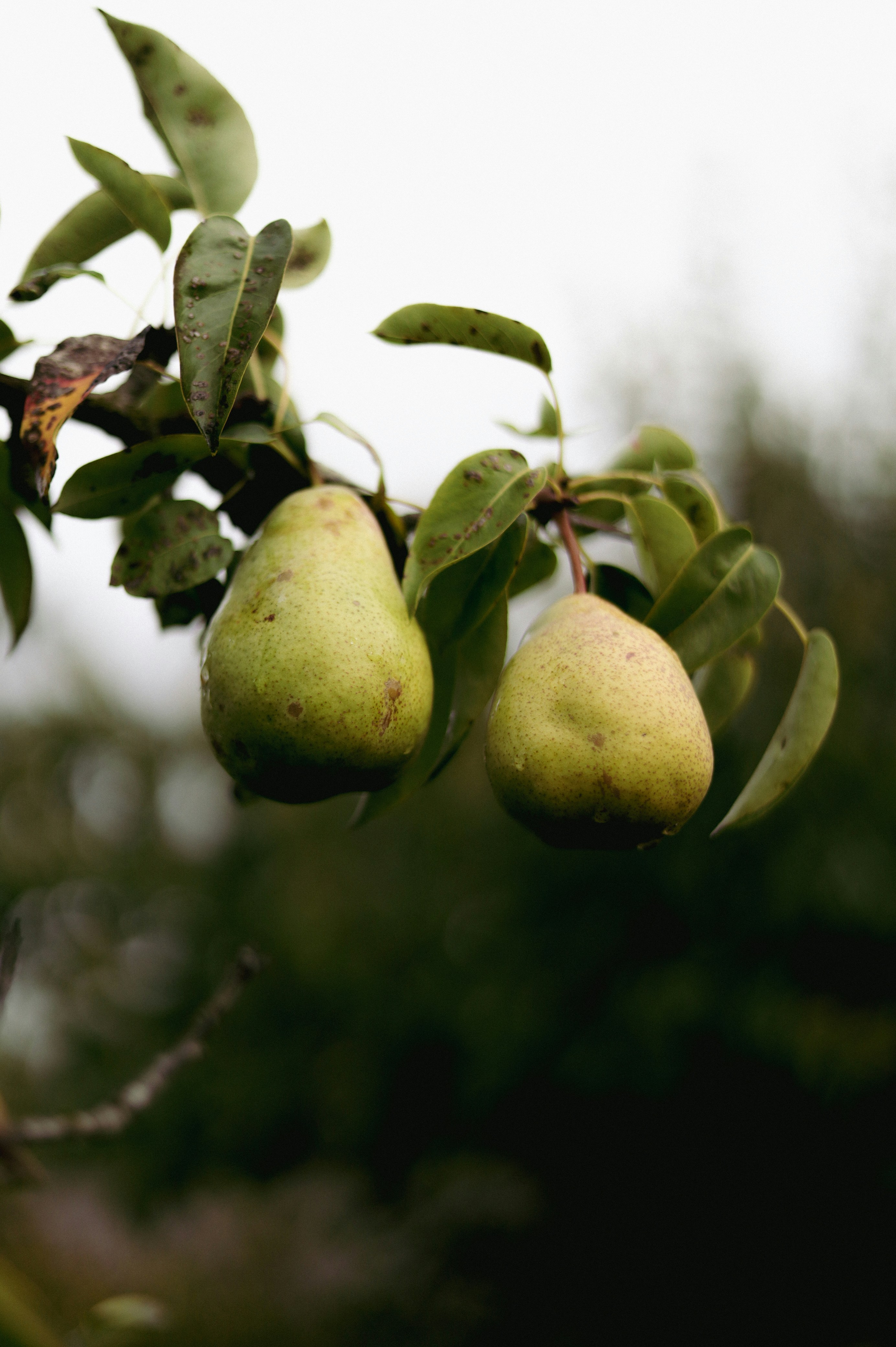 Photo by filipchenko