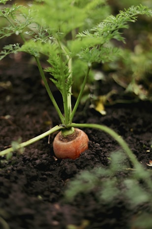 a snail on a plant