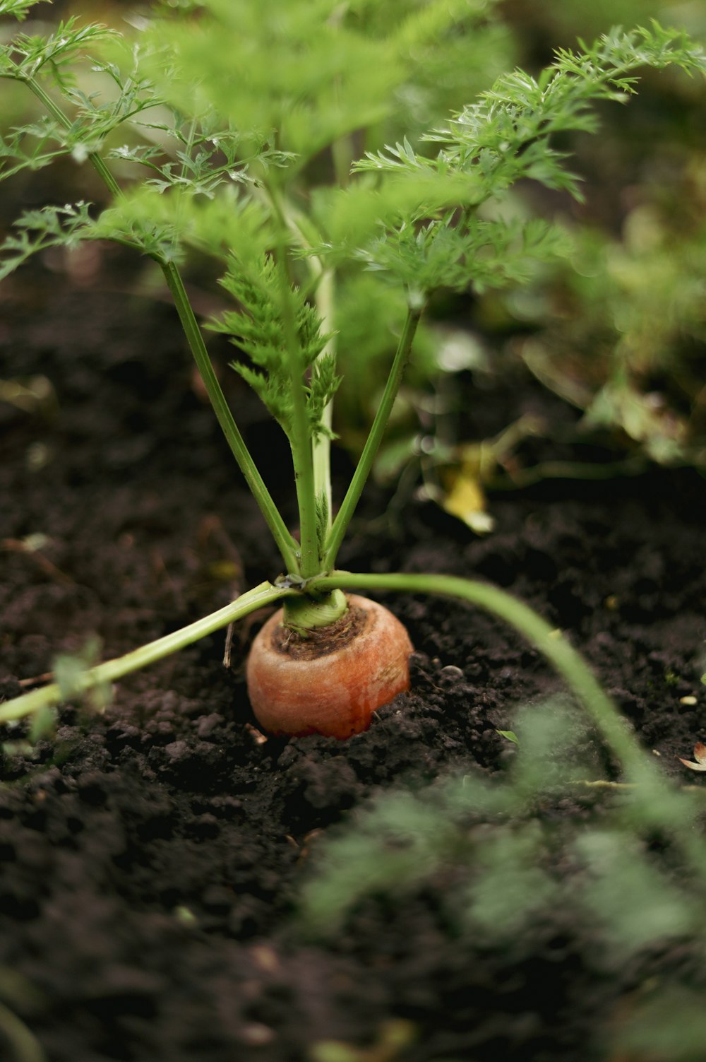 a snail on a plant