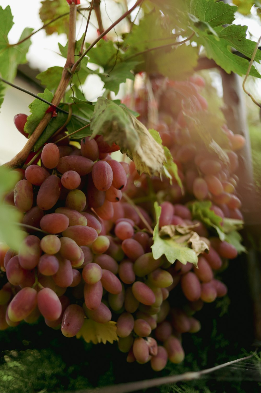 a bunch of grapes on a vine