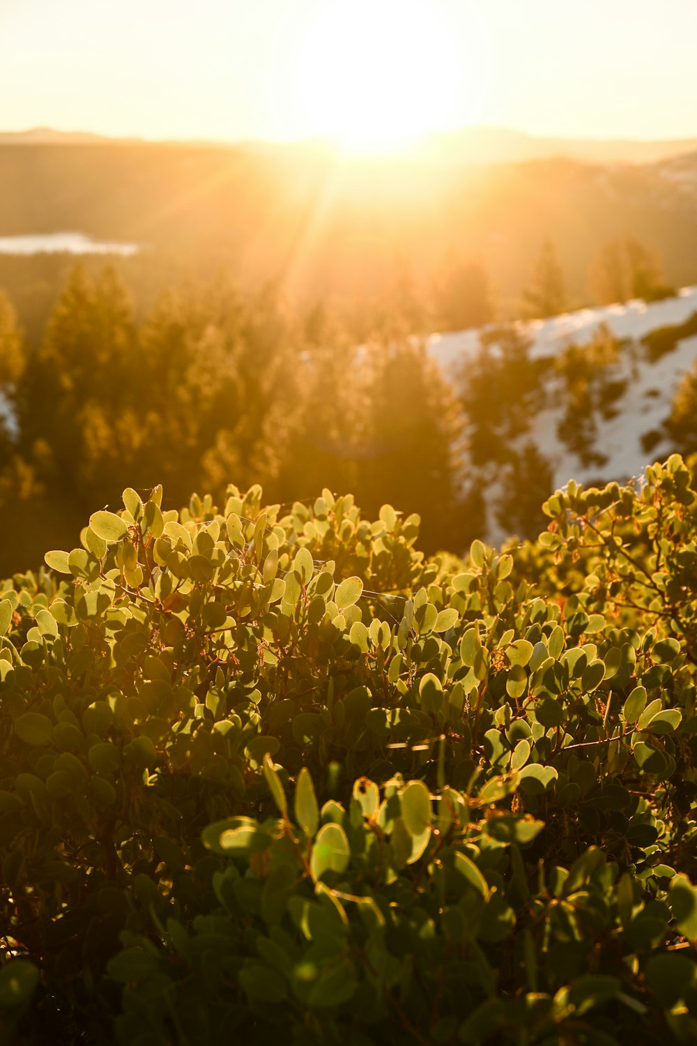 a field of green plants