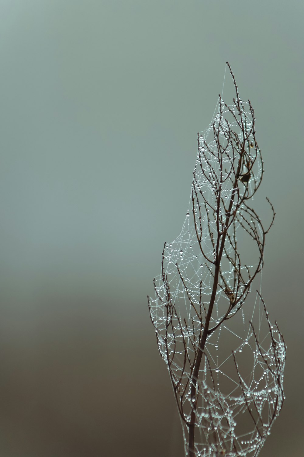 a close up of a plant