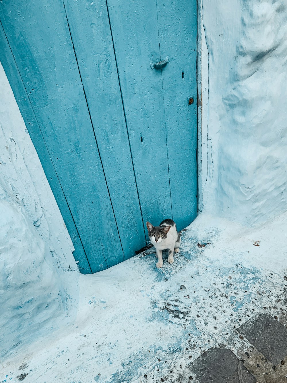 a cat standing on snow