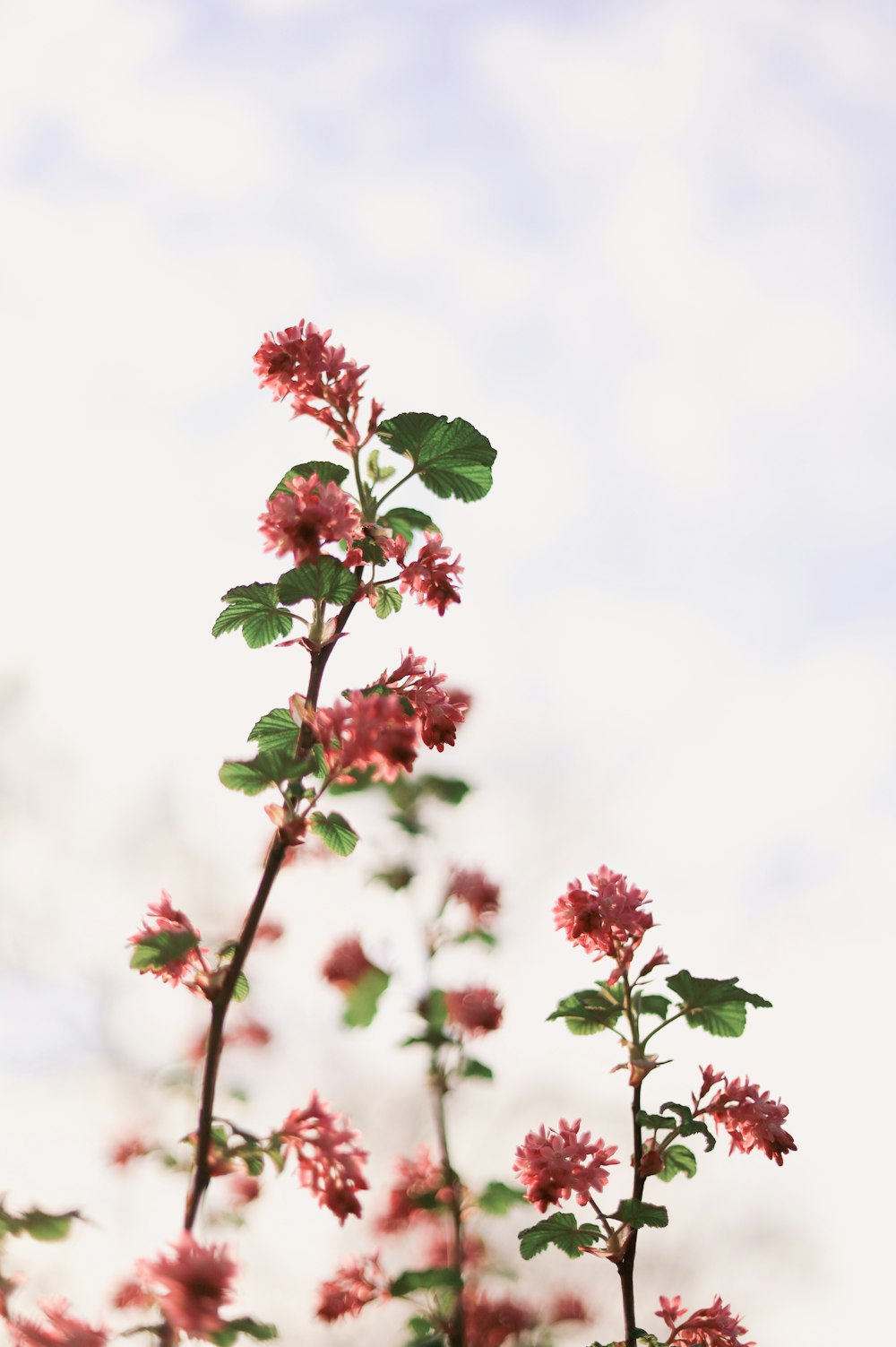 a close up of a plant