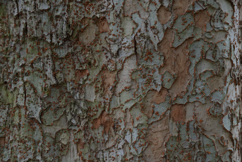 a close up of a tree bark