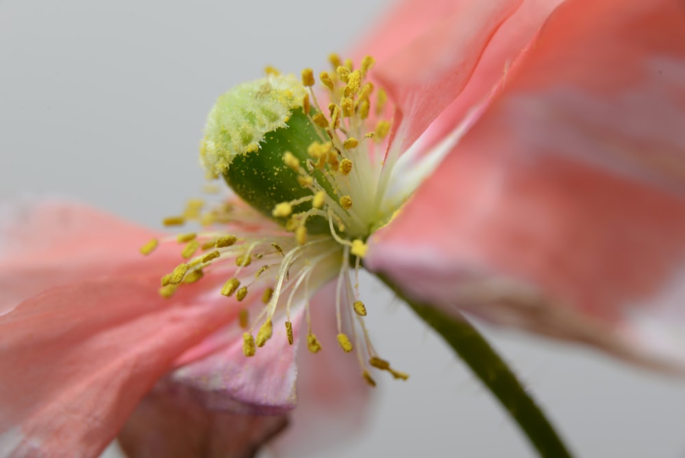 a close up of a flower