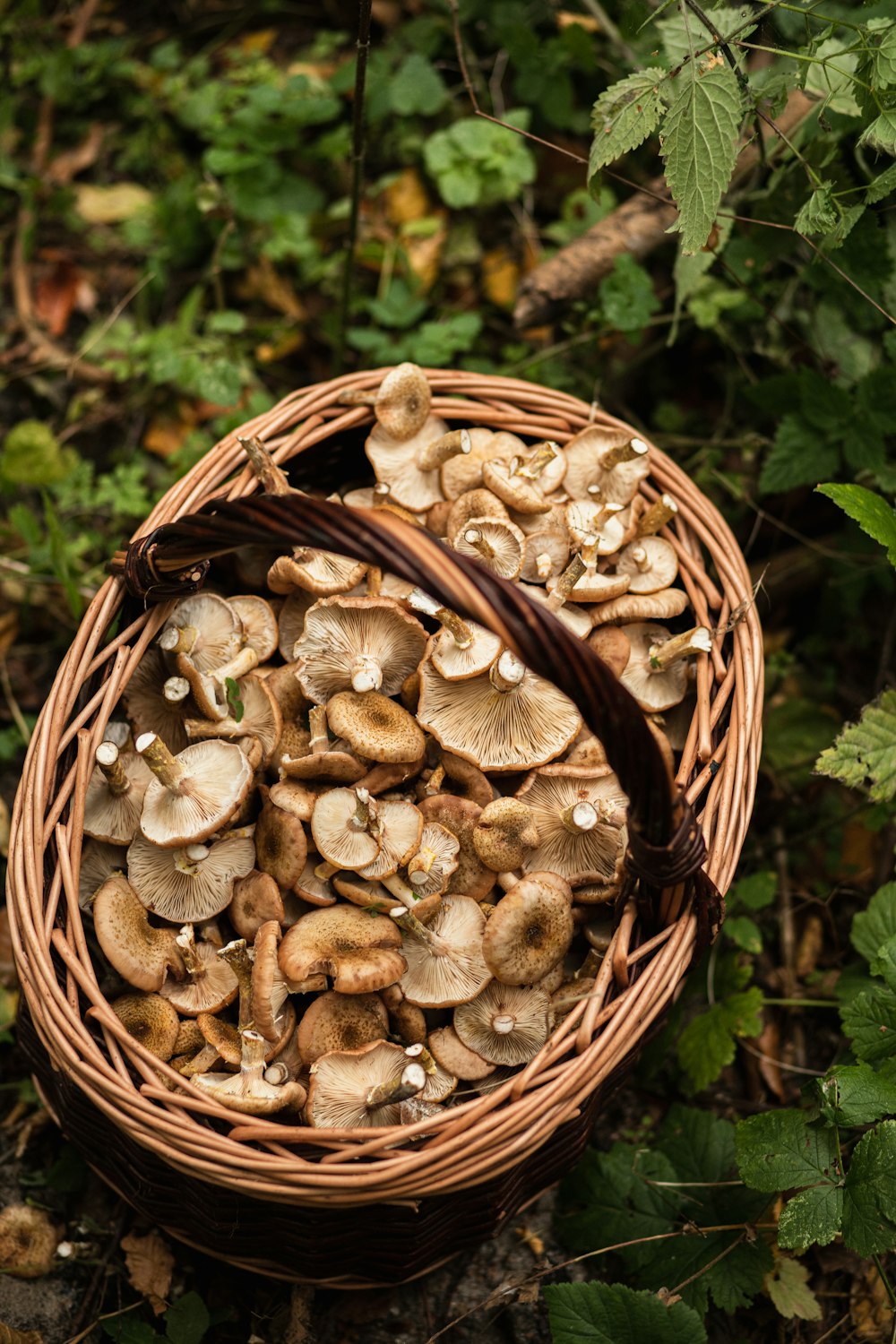 a basket of mushrooms