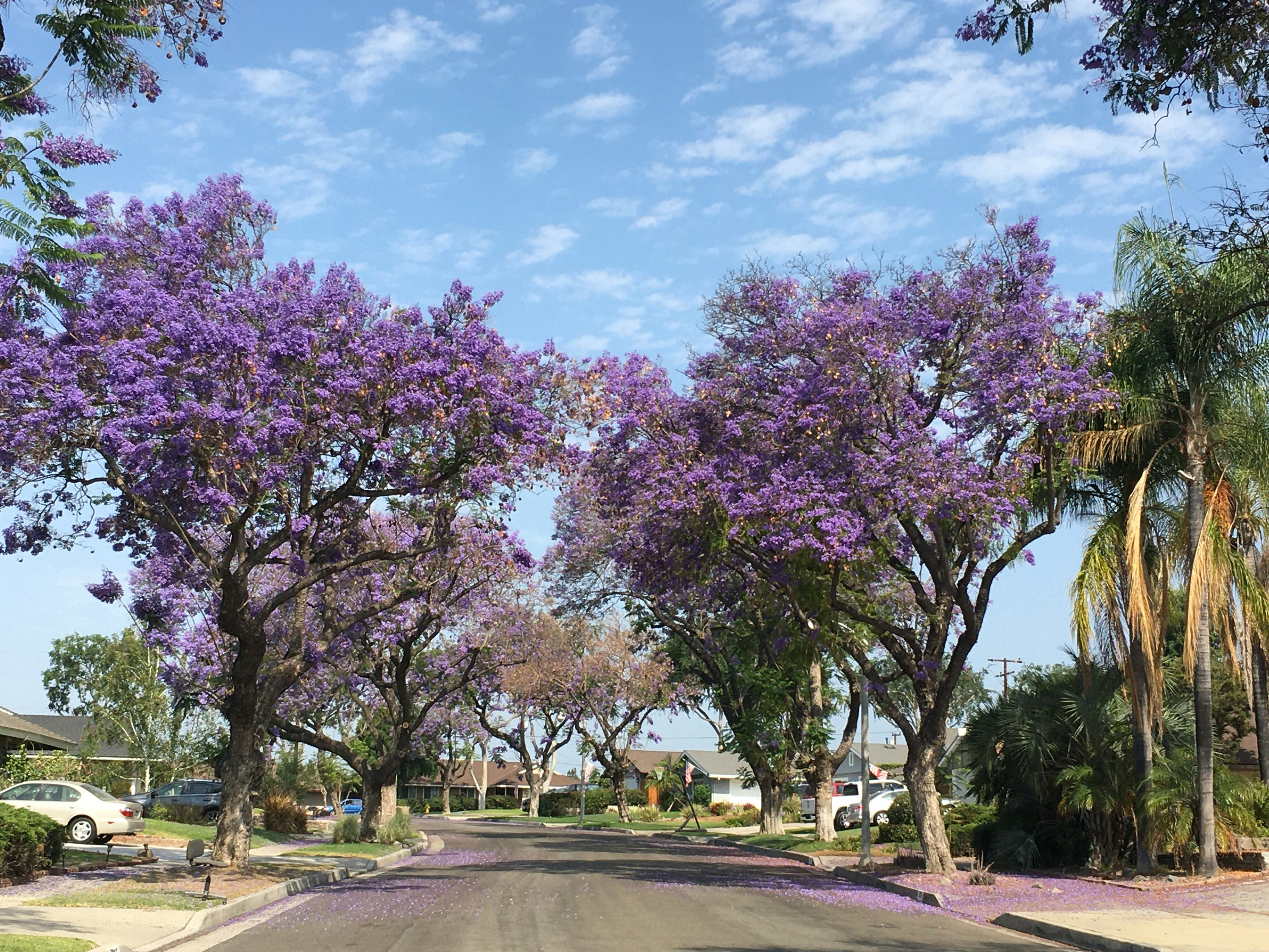 a street with trees on the side, Jacaranda trees in Fullerton, California one street over from my family home.