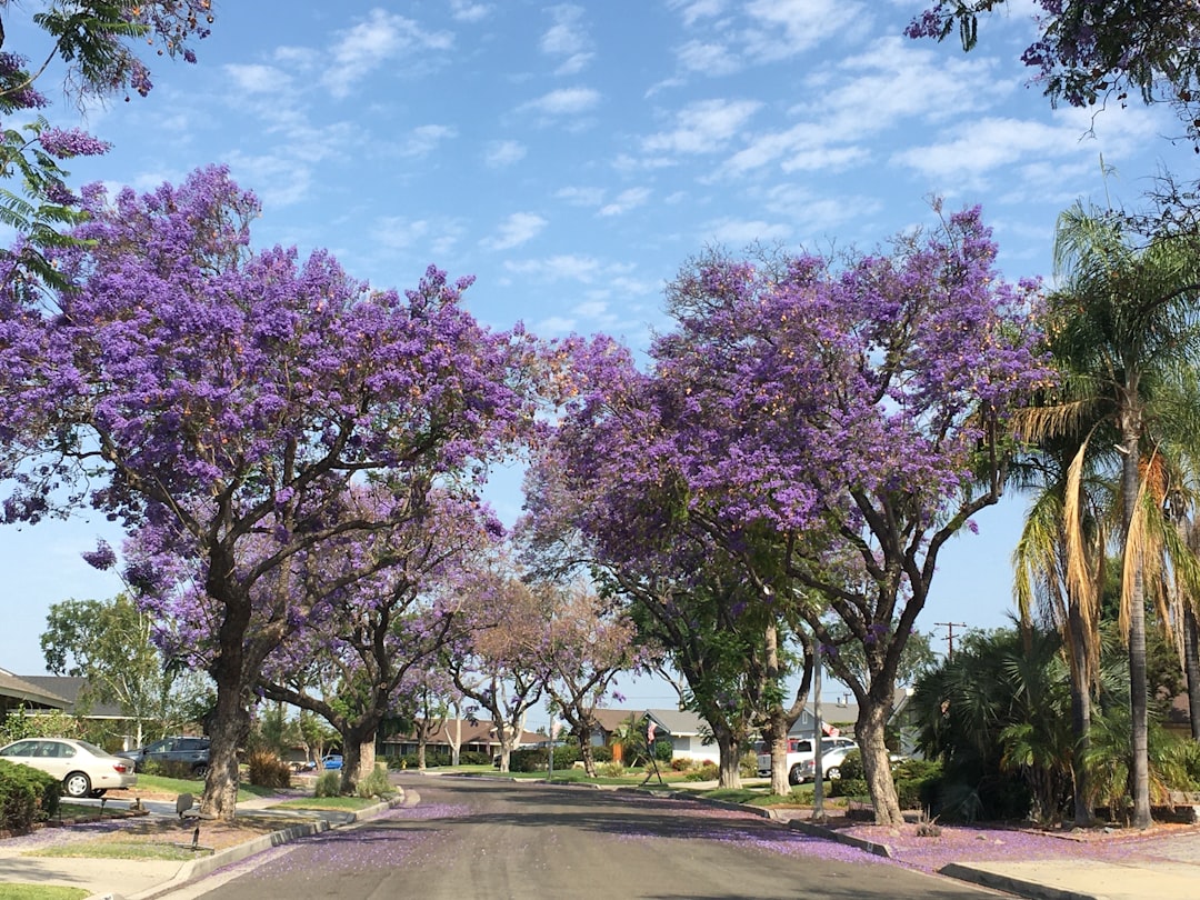 12 Readers Reveal Their Favorite Trees in the Vibrant City of Los Angeles
