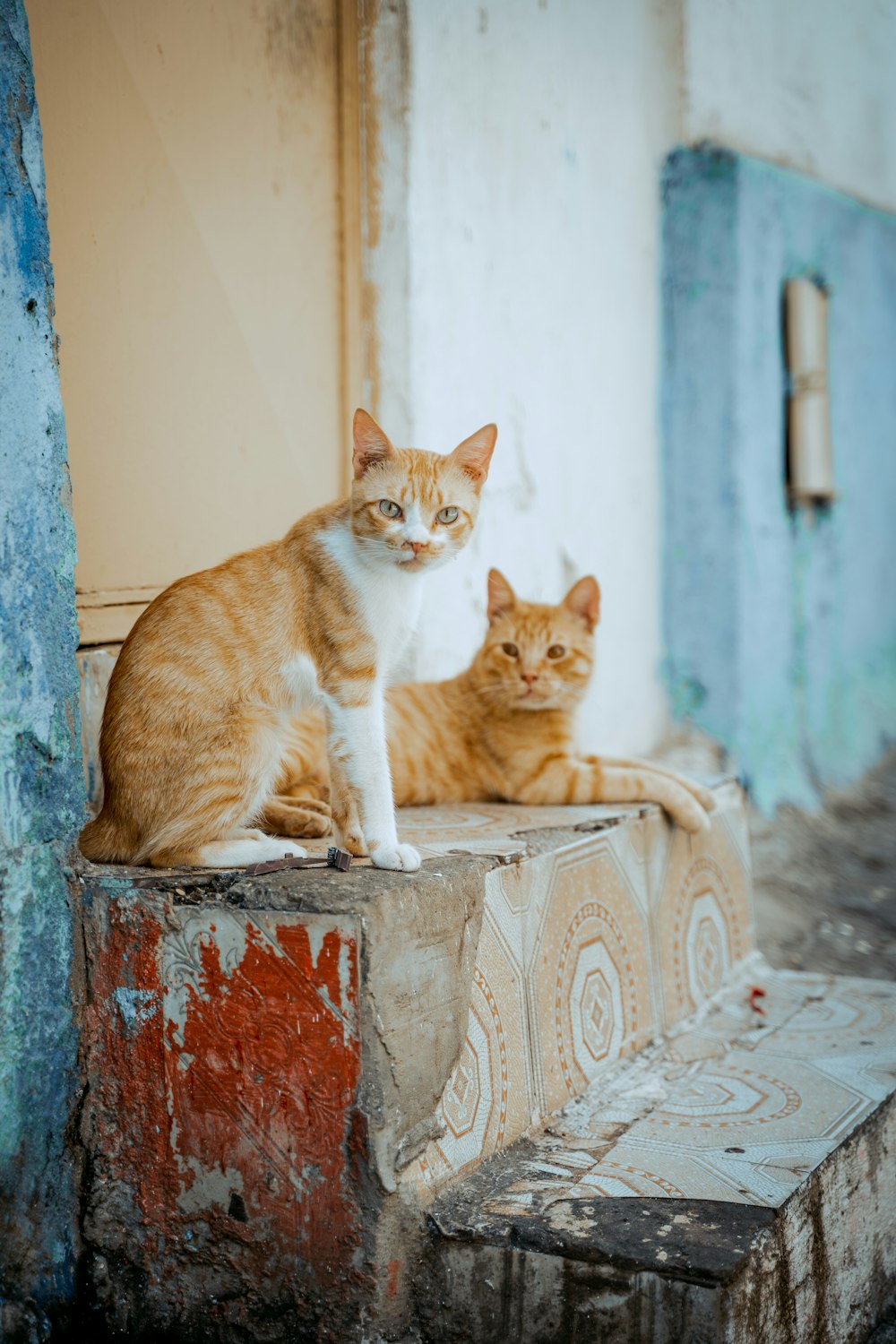 two cats sitting on a ledge