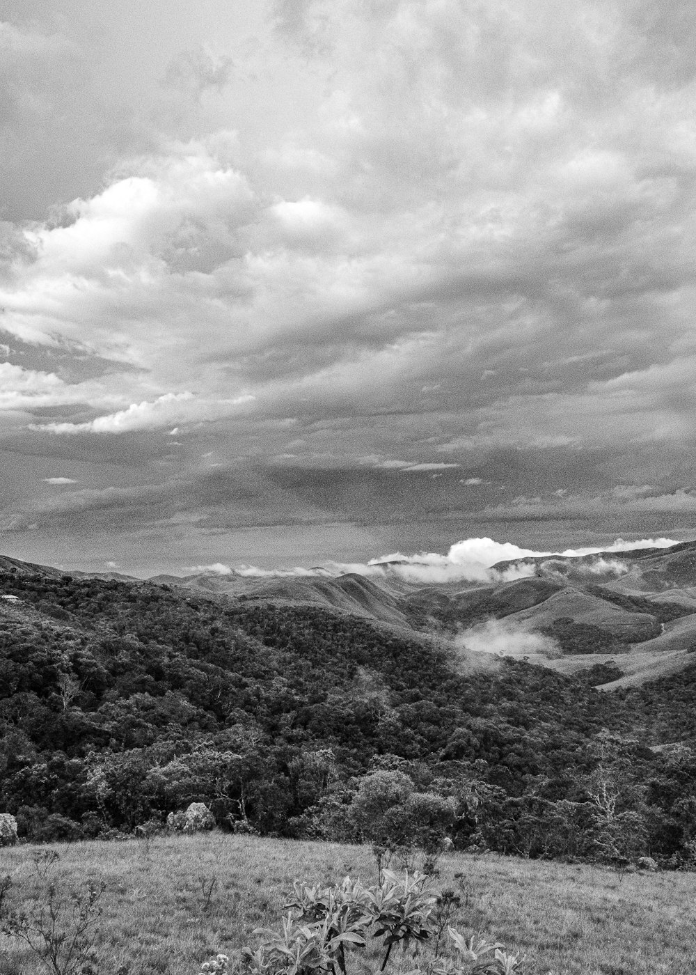 un paesaggio con alberi e colline