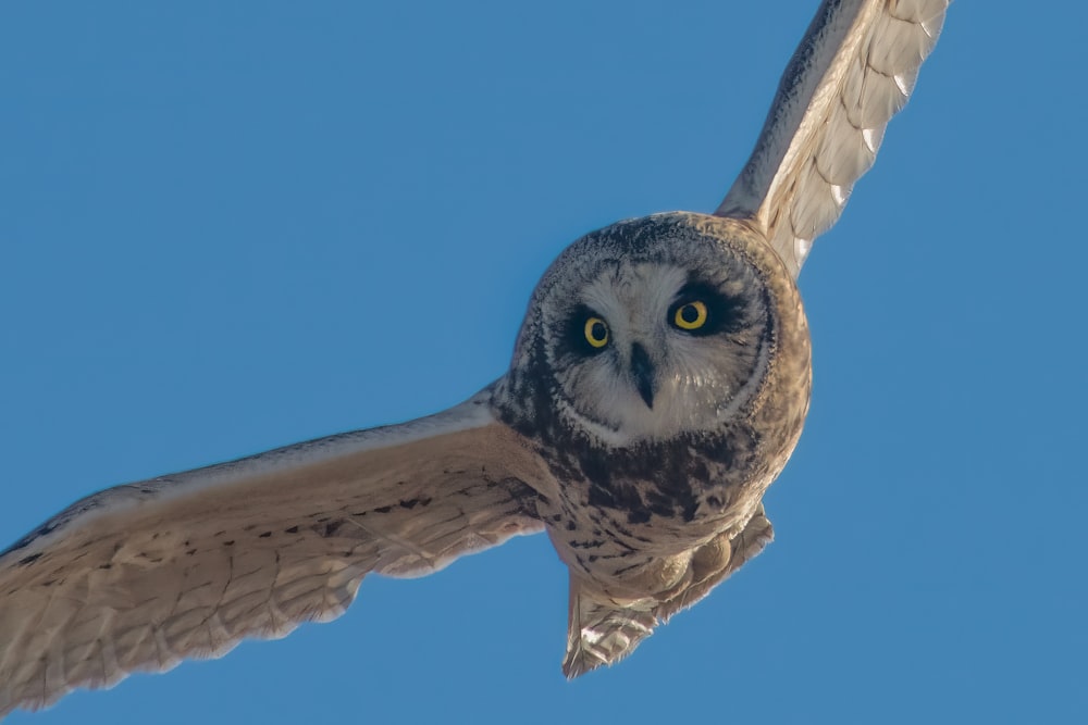 an owl flying in the sky