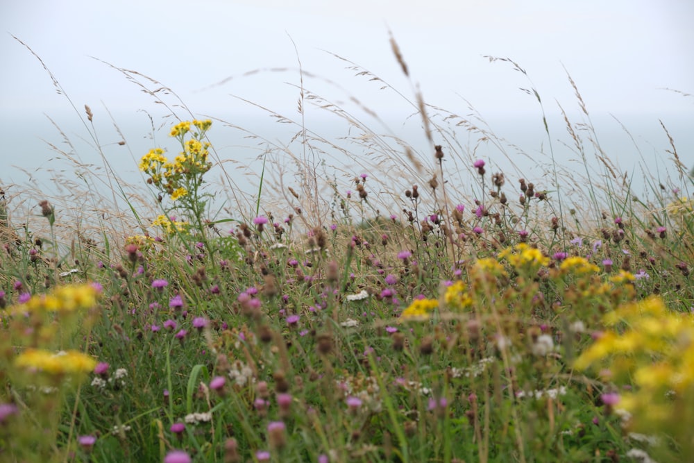 a field of flowers