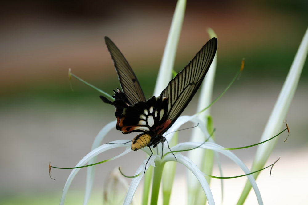 a butterfly on a flower