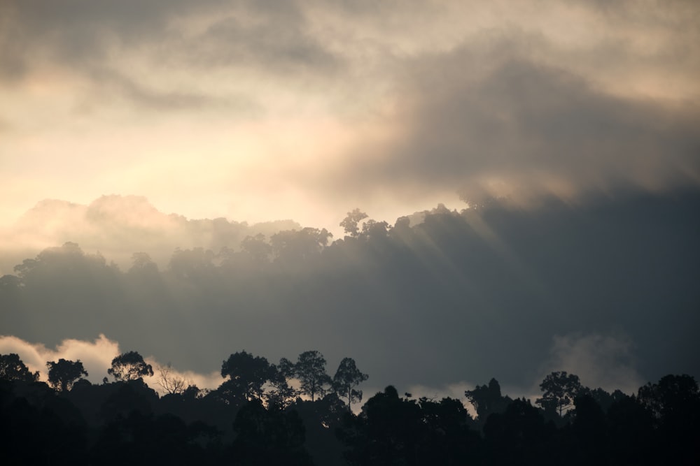 um céu nublado sobre as árvores