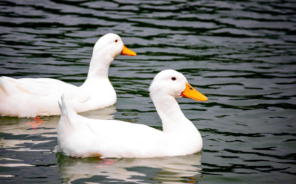 a couple of white ducks in water