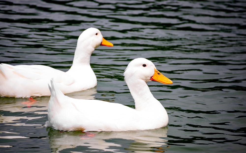 Ein paar weiße Enten im Wasser