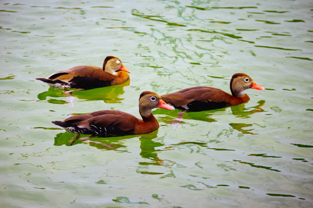 a group of ducks swimming in water
