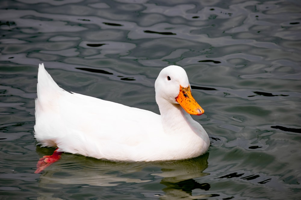 a white duck in water