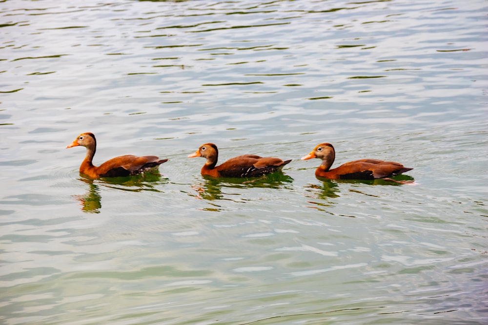 a group of ducks swimming in water