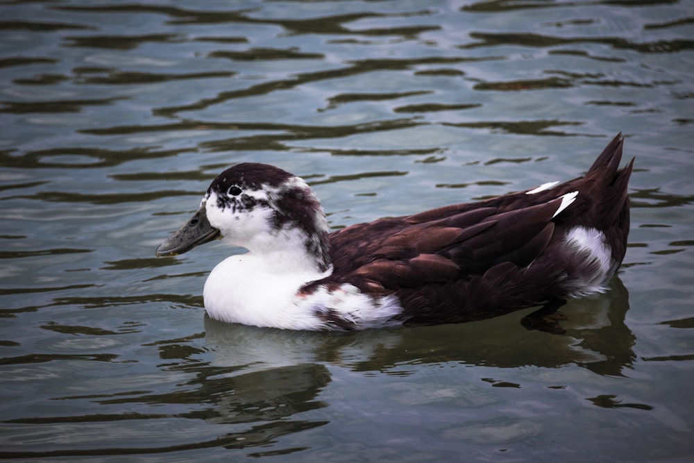 a duck swimming in water