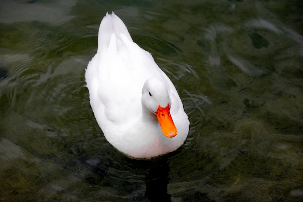 a white duck swimming in water