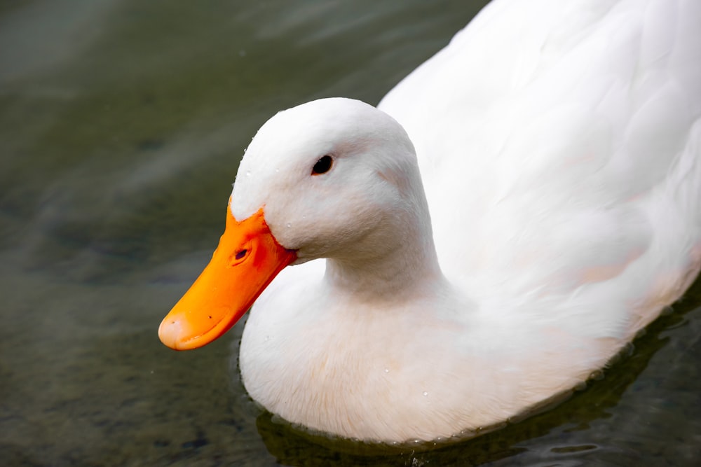 a white duck swimming in water