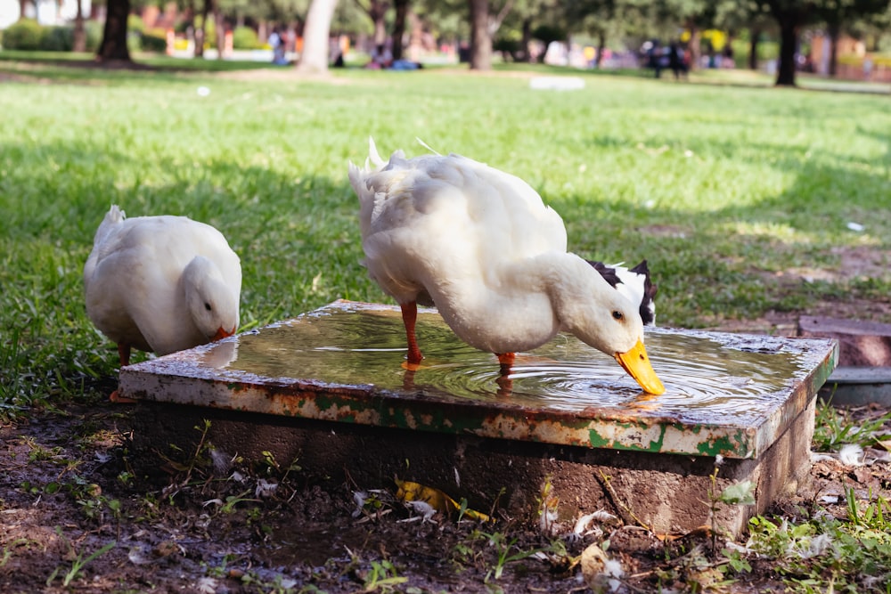 a couple of white ducks in a pond