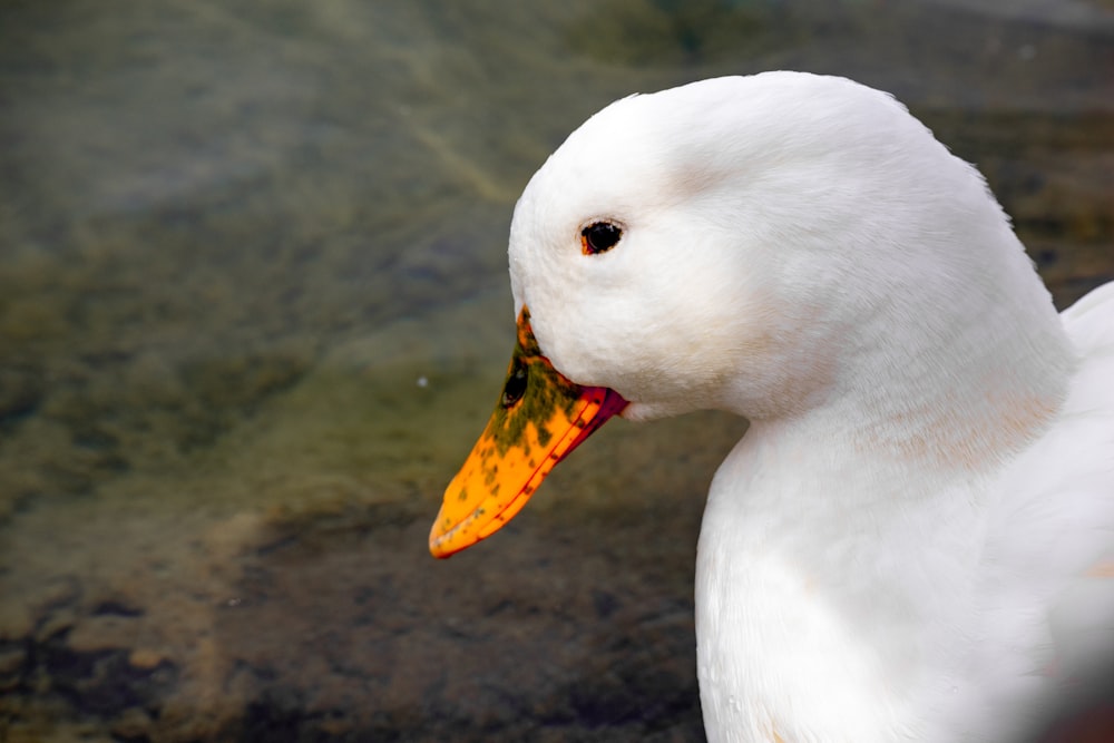 a white duck with a yellow object in its mouth