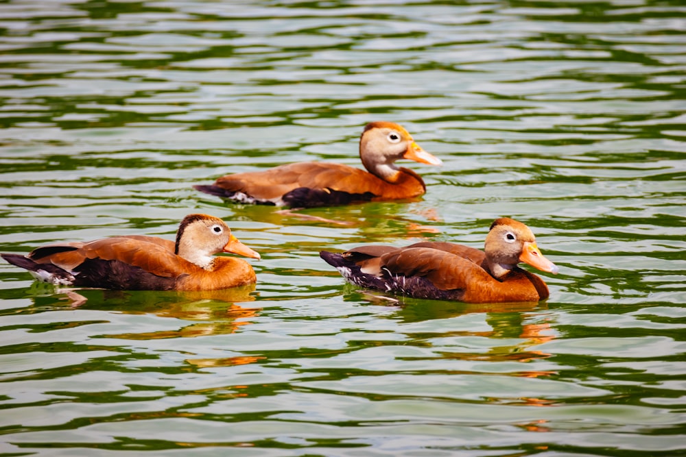 a group of ducks swimming in water