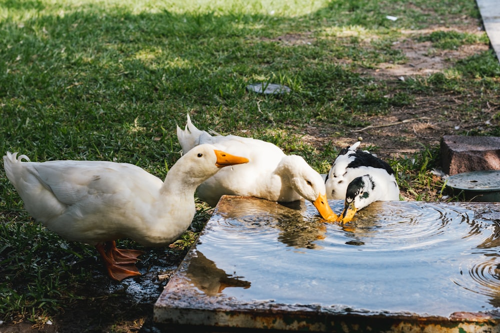 a couple of ducks in a pond