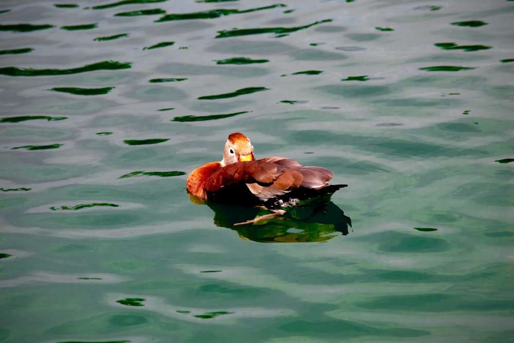 a duck swimming in water