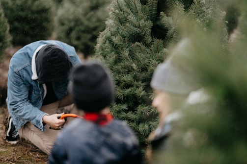 A person wearing a hooded jacket is kneeling on the ground, holding a small saw near the base of a pine tree, suggesting they are cutting it down. Another person, partially blurred in the foreground, appears to be watching. The background is filled with other evergreen trees, indicating a tree farm or forest setting.