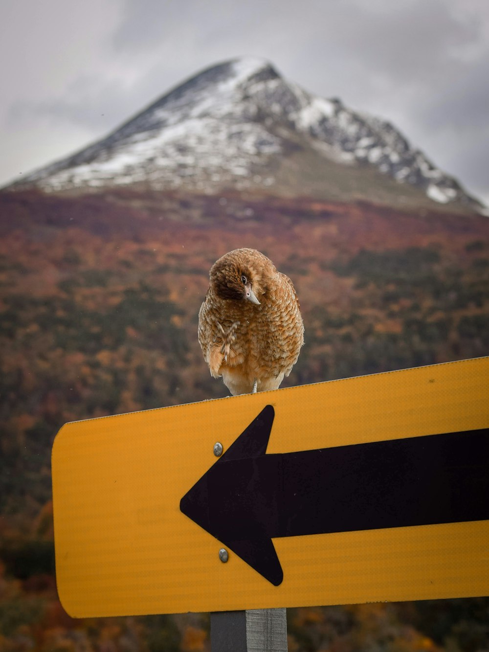 an owl sitting on a yellow sign