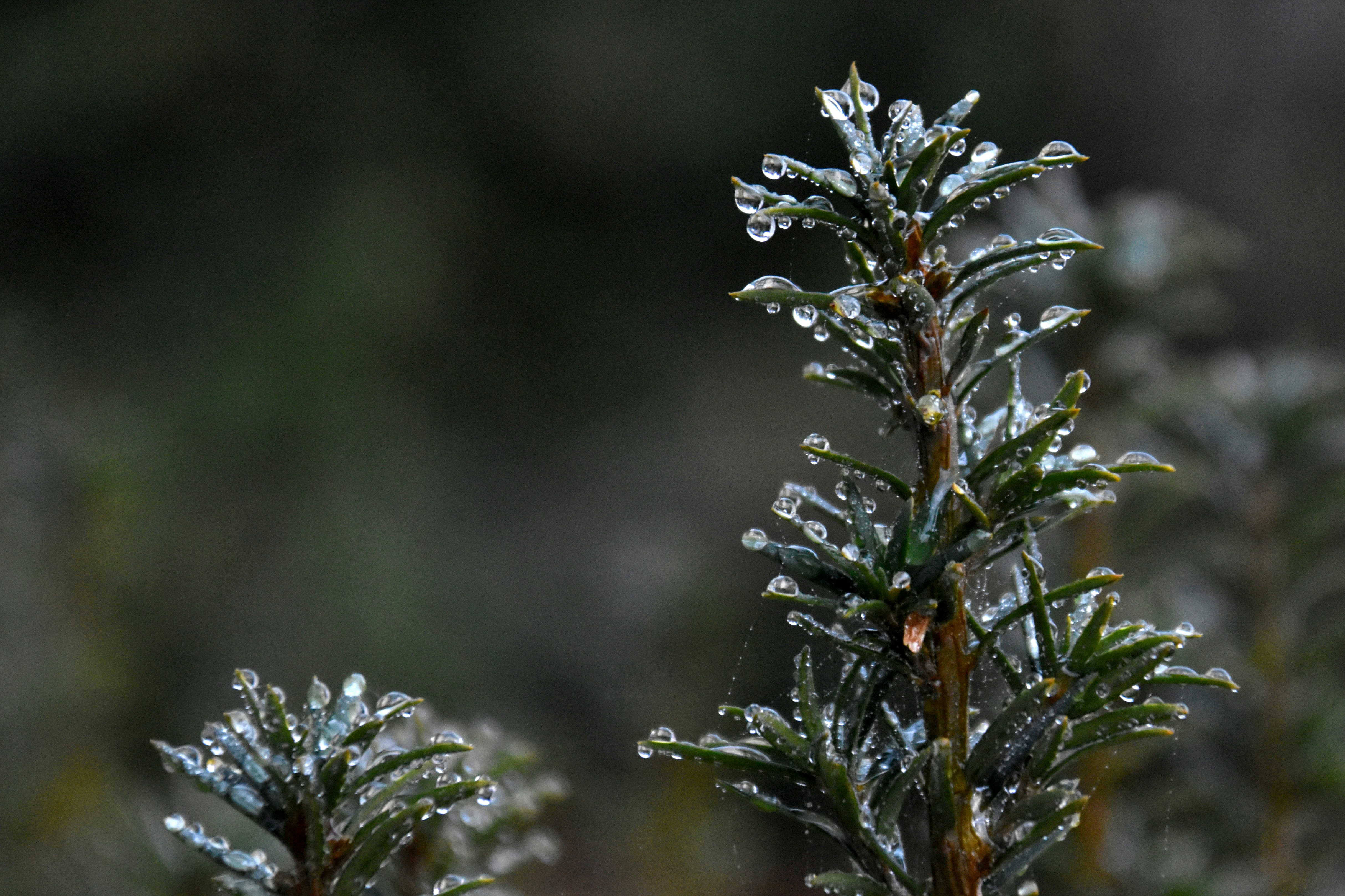 Photo by itsleiladehaan