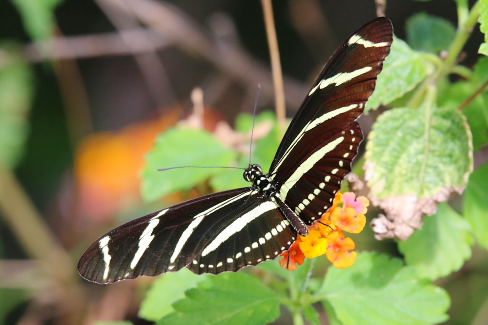 a butterfly on a flower