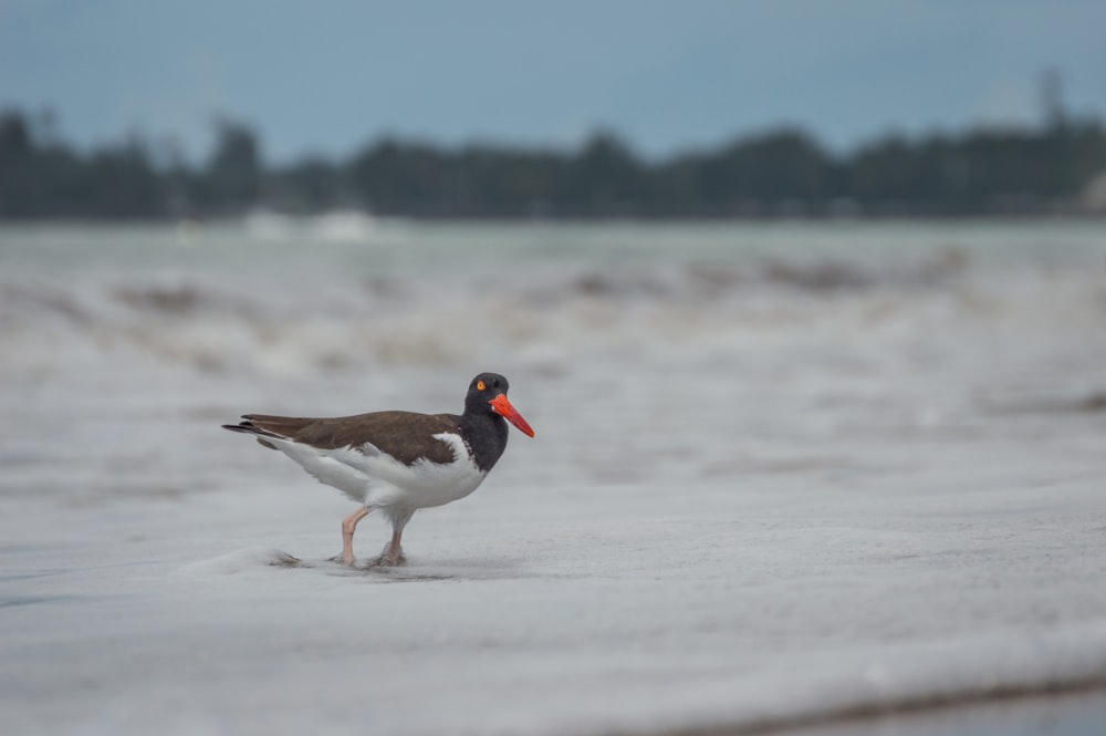 a bird walking on the beach