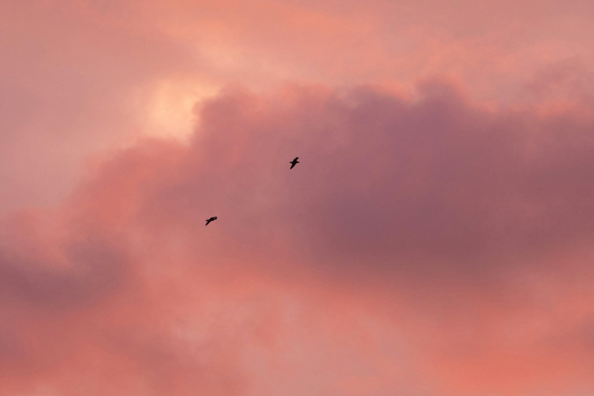 birds flying in the sky