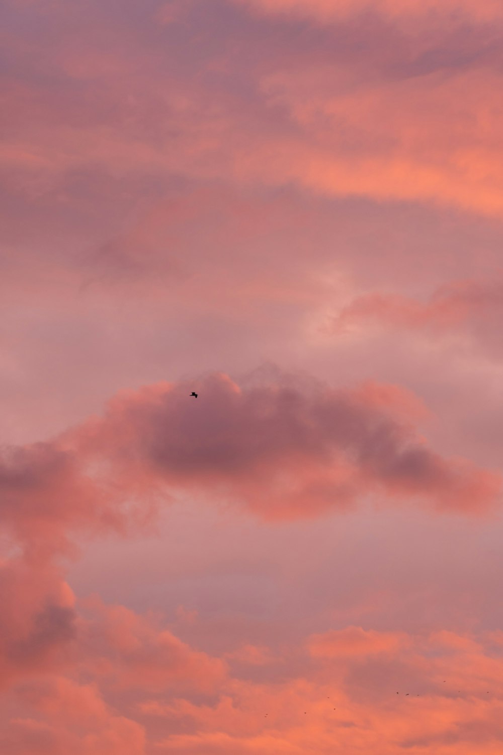 a bird flying in the sky