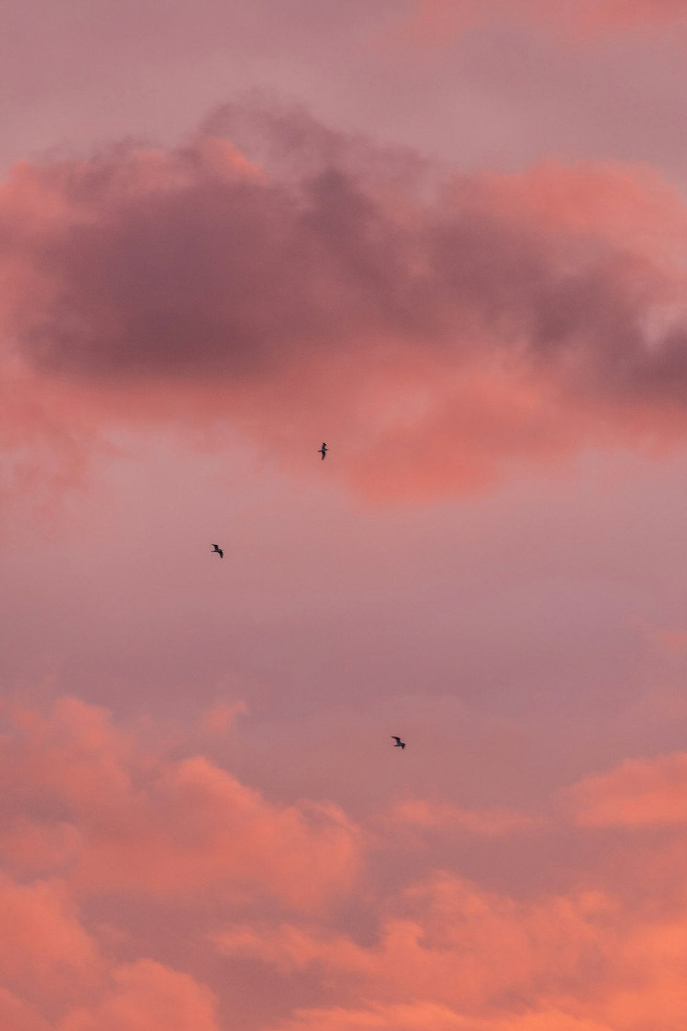 birds flying in the sky