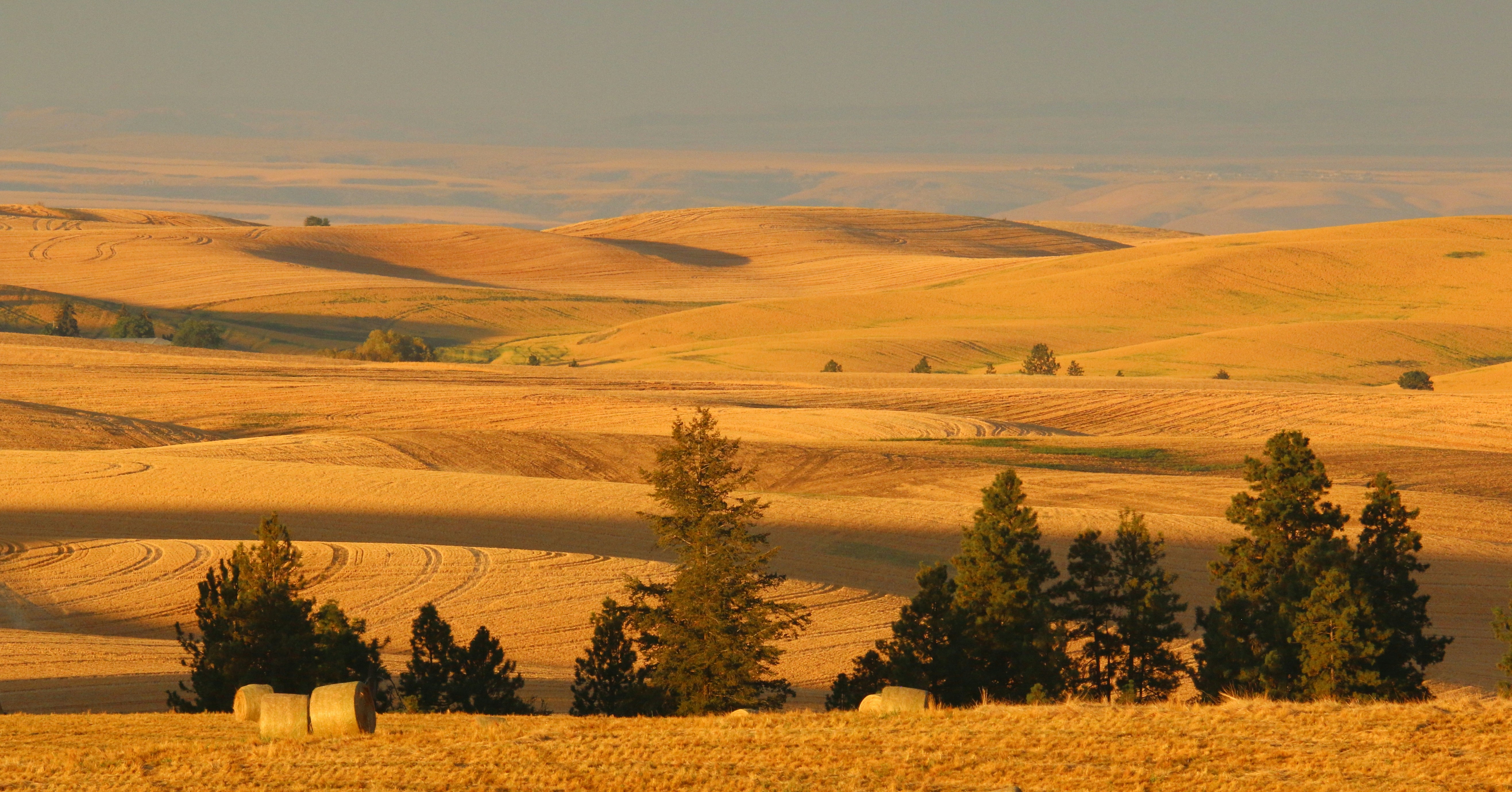 a landscape with trees and hills
