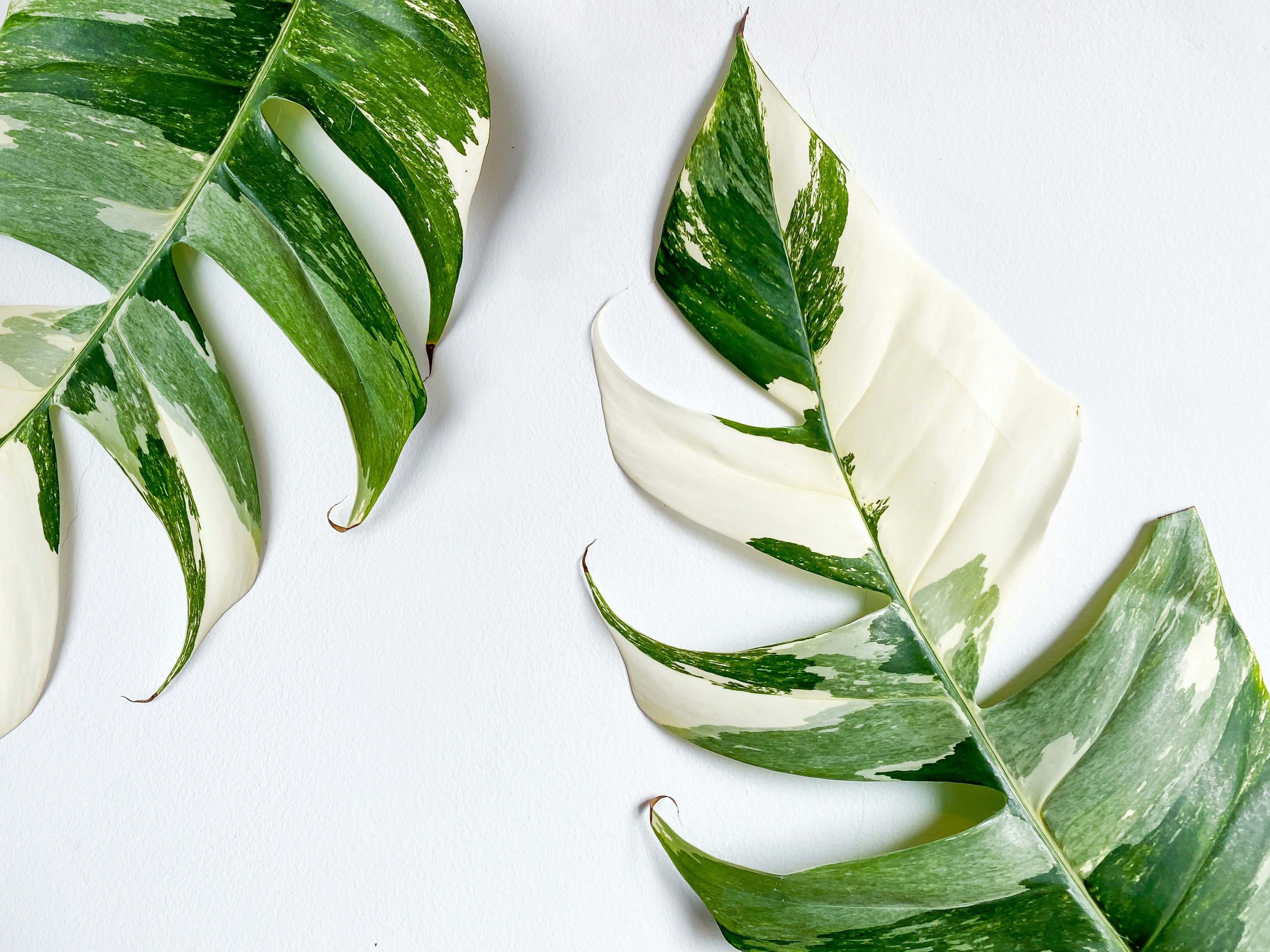 Epipremnum pinnatum Variegate Leave on the white background