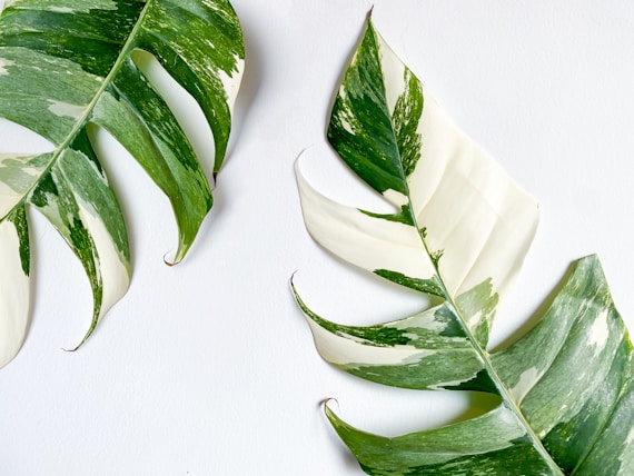 a white bowl with green leaves
