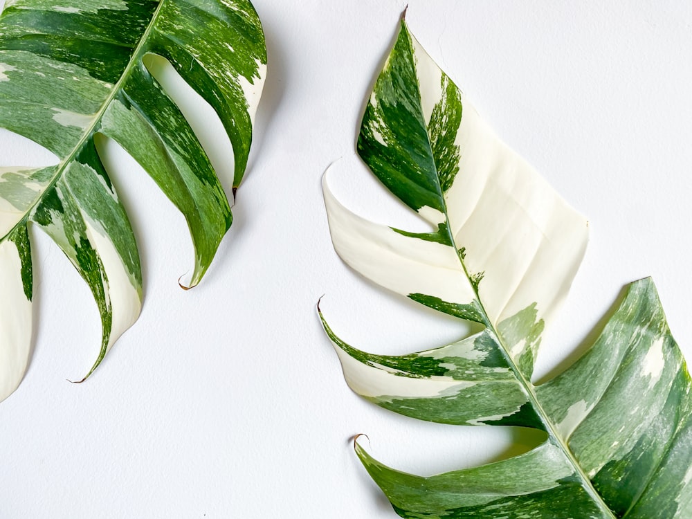 a white bowl with green leaves