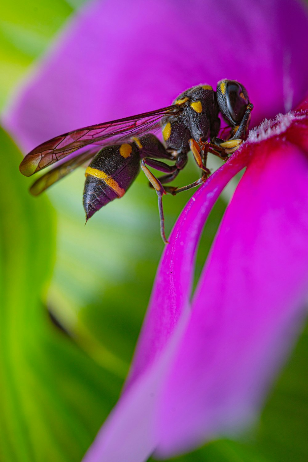 a bee on a flower