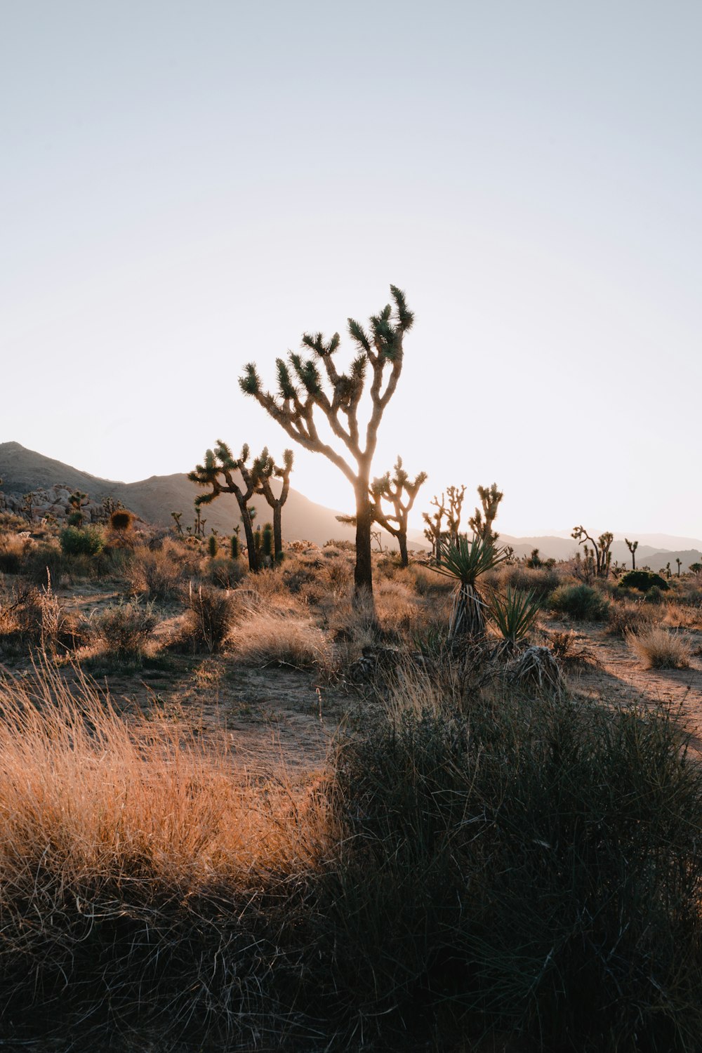 a group of trees in a desert