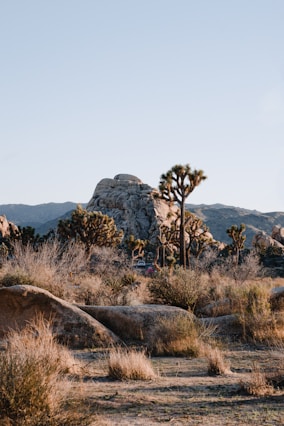 a rocky area with trees and bushes