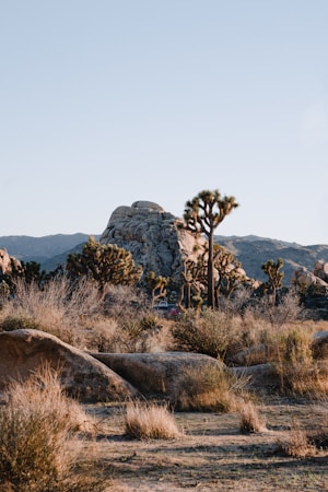 a rocky area with trees and bushes