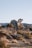 A desert landscape features large rock formations and several distinctive Joshua trees. The terrain is dry, with sparse grass and bushes scattered across the sandy ground. The scene appears calm and serene, with clear blue skies overhead.